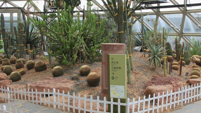 苏州大阳山植物园热带植物