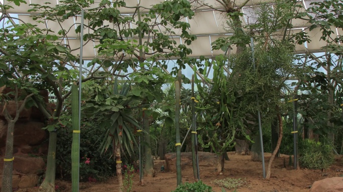 苏州大阳山植物园热带植物