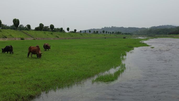 美丽乡村  舒适河道风光  生态牧场