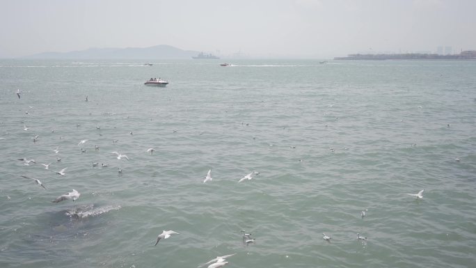 海边许多海鸥起飞