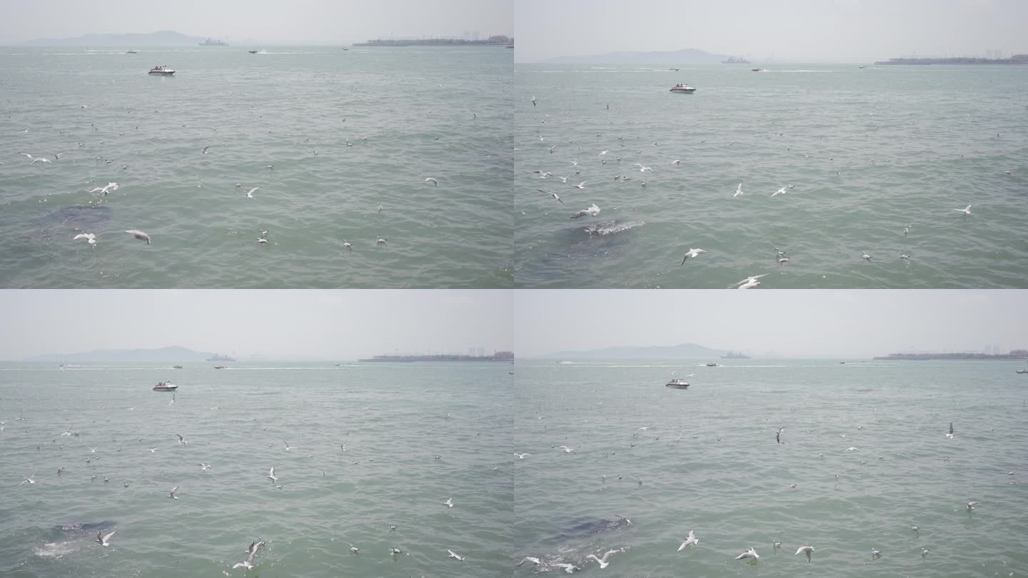 海边许多海鸥起飞