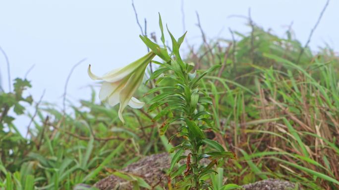 高山野百合