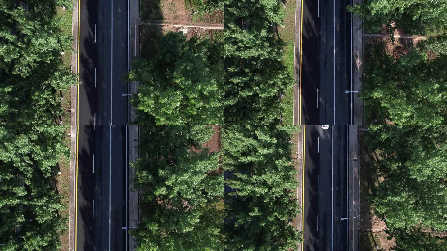 加速俯拍森林下绿色公路