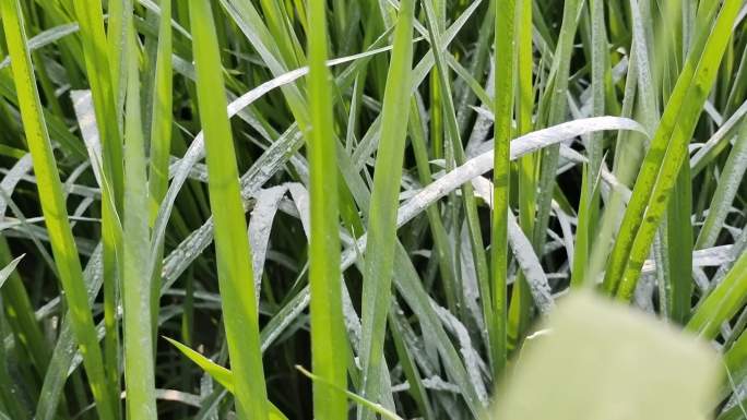 石灰粉水稻稻田绿色禾苗撒石灰粉灭虫害消毒