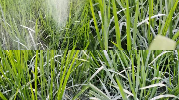 石灰粉水稻稻田绿色禾苗撒石灰粉灭虫害消毒