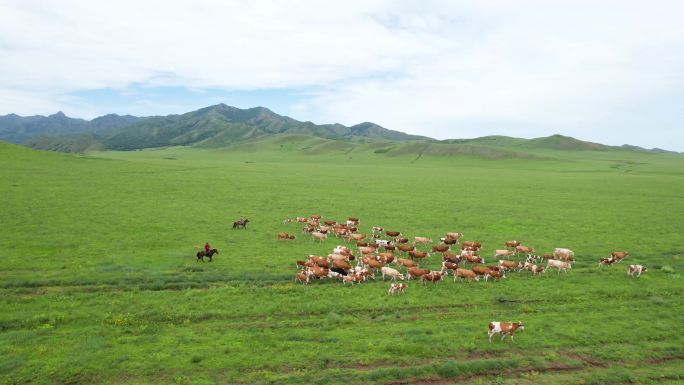 内蒙古草原放牧牛群