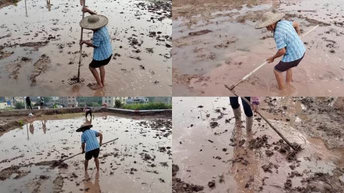 农妇干农活锄头翻地春耕农活水稻田旱地种植