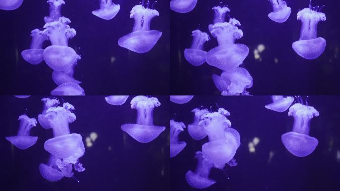 荧光小水母多只可爱