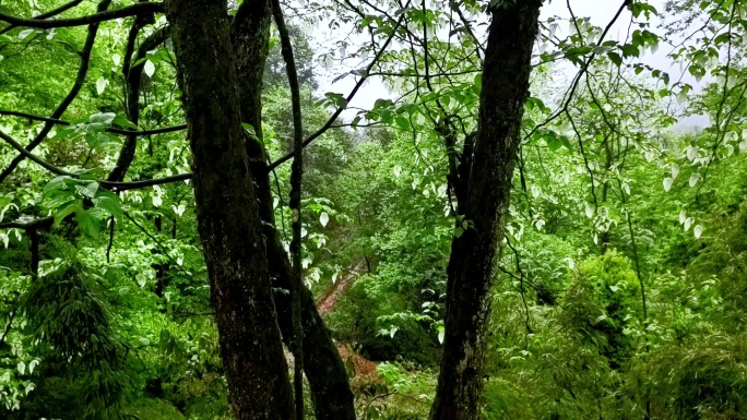 雨中盛开的鸽子花