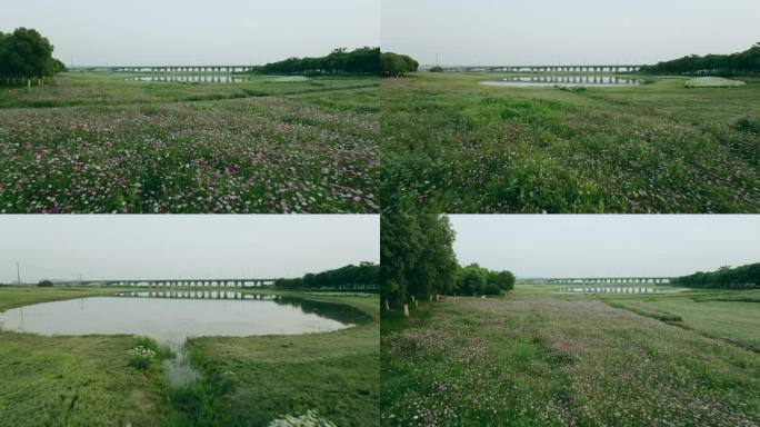 航拍蔡甸牛尾湖露营地附近的波斯菊花海