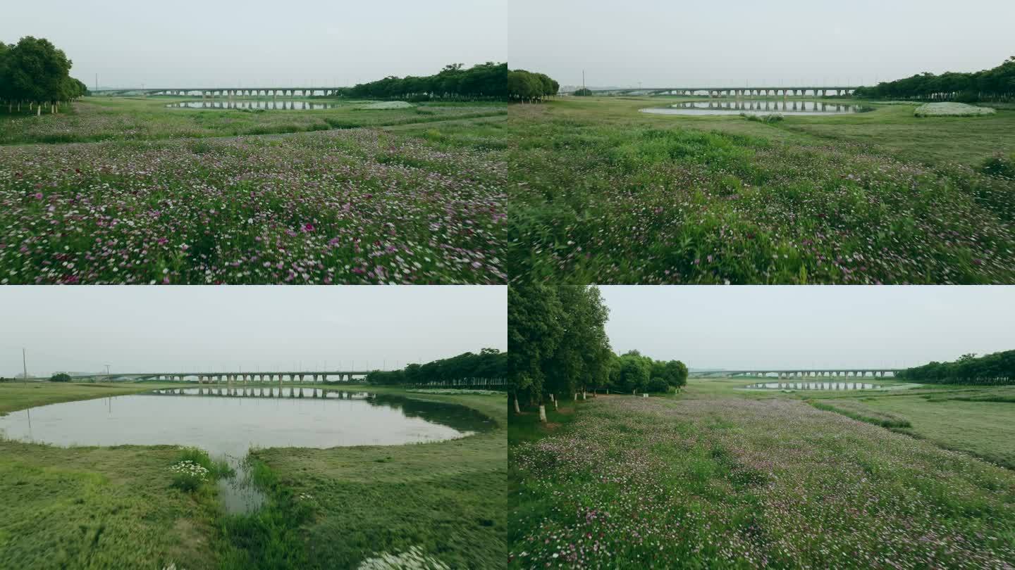 航拍蔡甸牛尾湖露营地附近的波斯菊花海