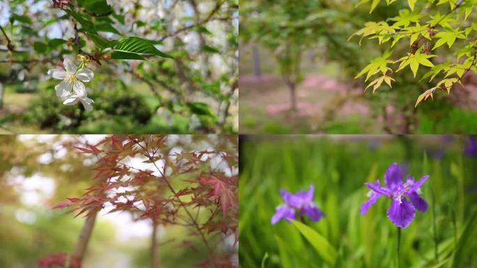 花花草草唯美花卉花朵实拍合集