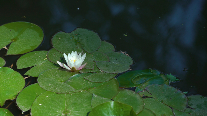 睡莲 莲花池