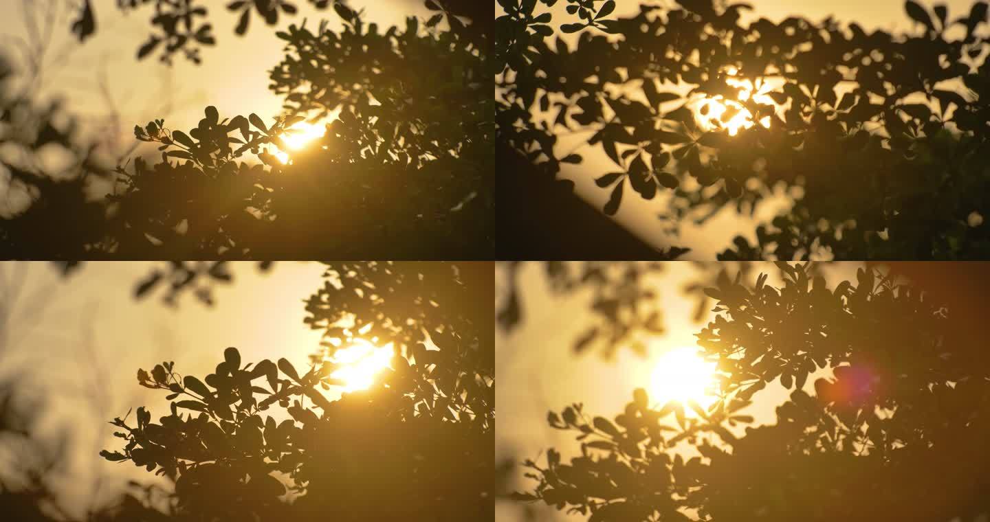 阳光透过树叶晨光树影
