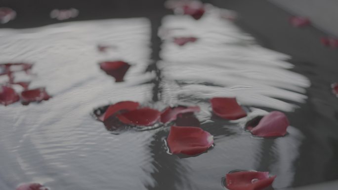 玫瑰花瓣落入水中