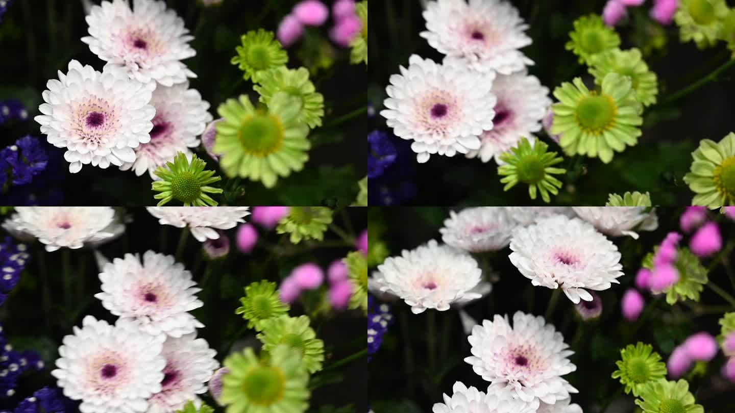 花卉拍摄