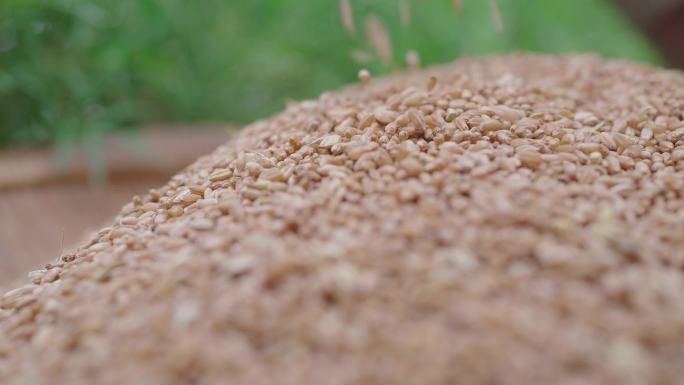 小麦麦田丰收农业粮食