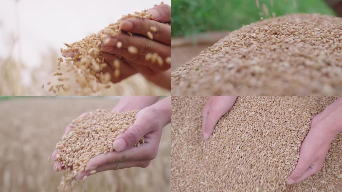 小麦麦田丰收农业粮食