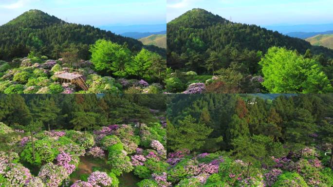 天台山 云锦 杜鹃花 8-1