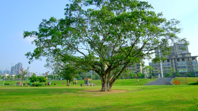 公园草地草坪一棵大树