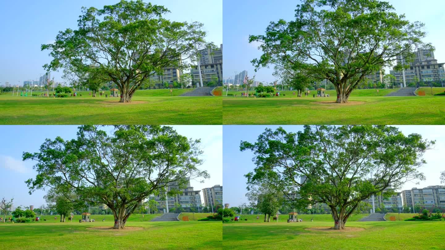 公园草地草坪一棵大树