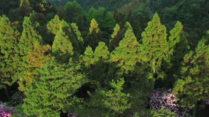 天台山 云锦 杜鹃花8-2