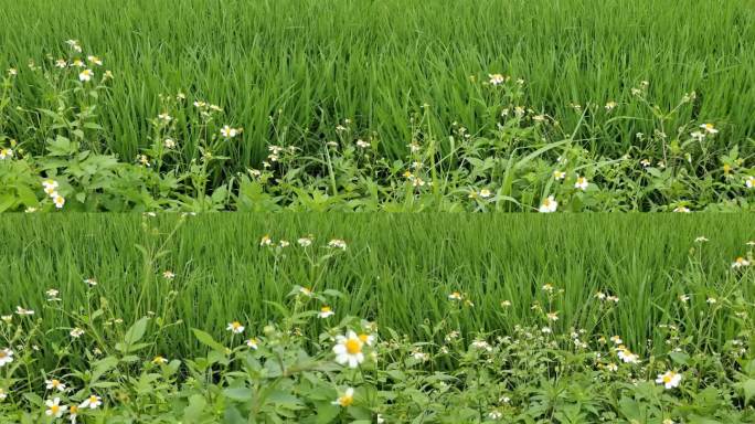 路边的野花野菊花野花儿开小黄花绿色野草