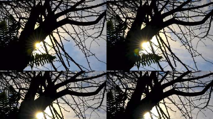 树枝延时 太阳透过树干