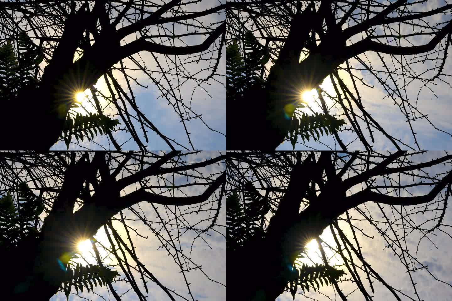 树枝延时 太阳透过树干