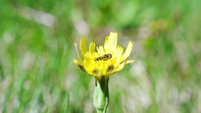 菊花蜜蜂采蜜小蜜蜂昆虫花瓣