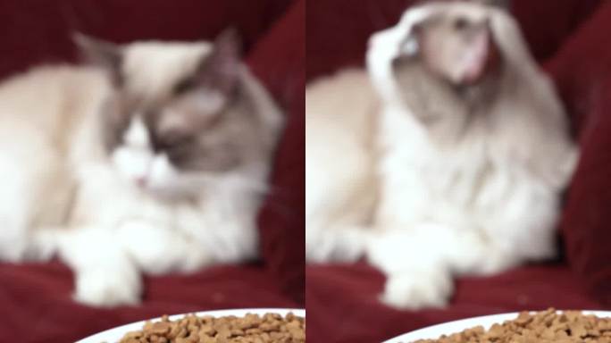 宠物布偶猫在红色沙发上悠闲的吃猫粮