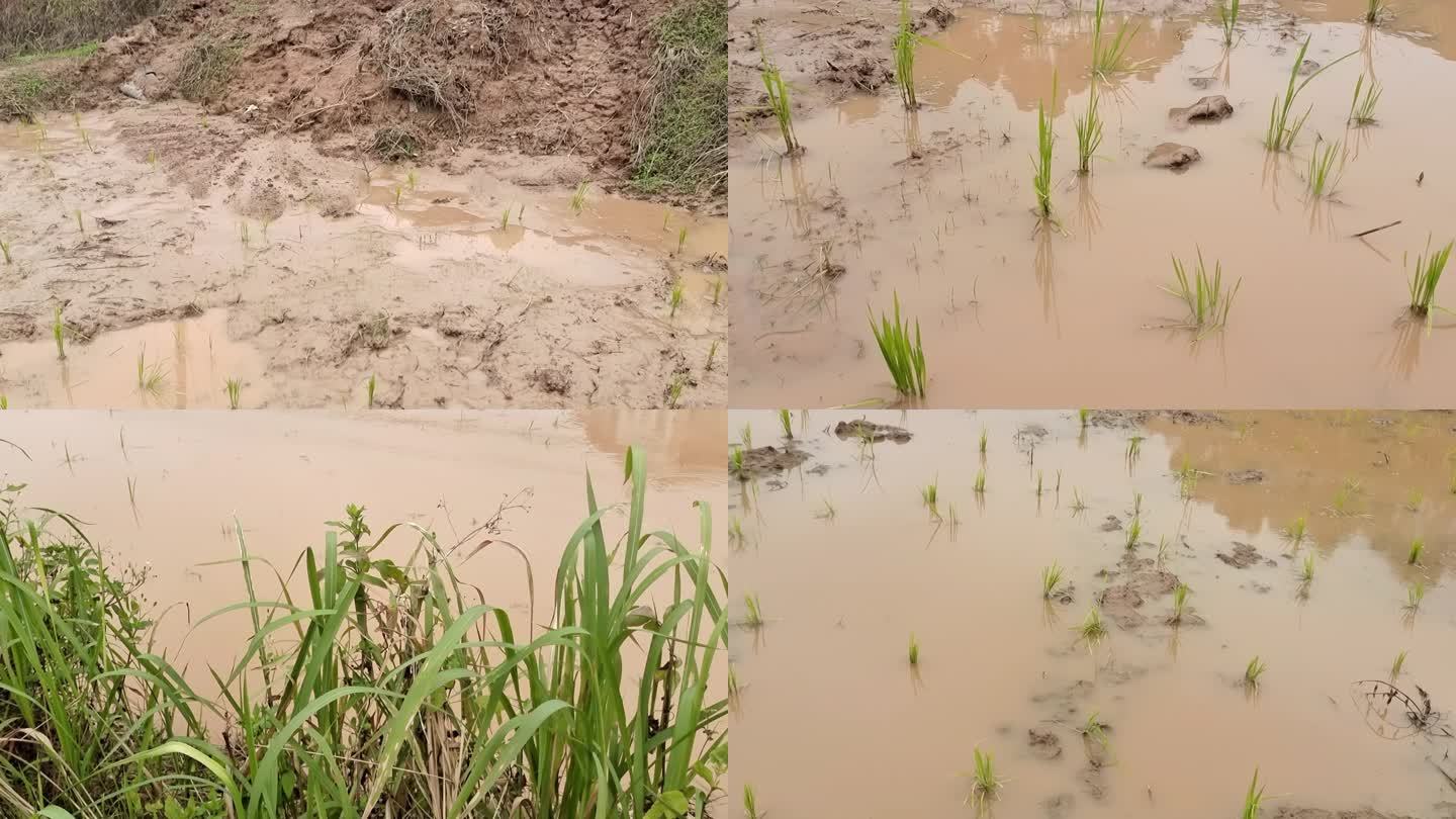 水稻稻田洪涝水田泡水秧苗积水低洼地洪涝