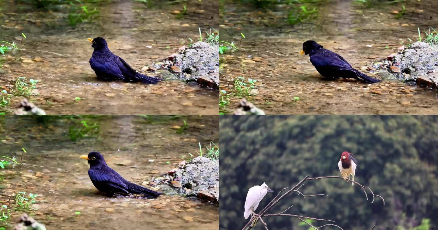 乌鸫鸟 池鹭 白鹭 生态摄影