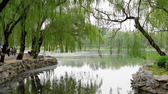 圆明园春日桥上