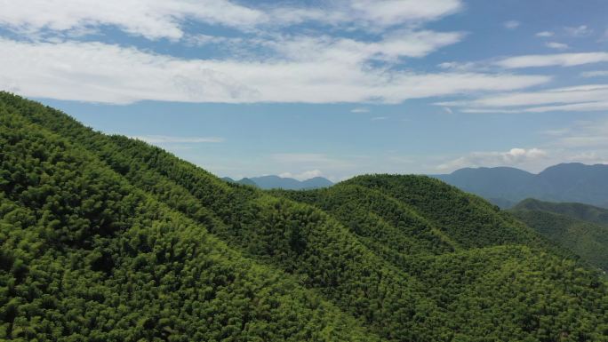 竹林 竹海 竹子 竹林深处 竹叶 大竹林