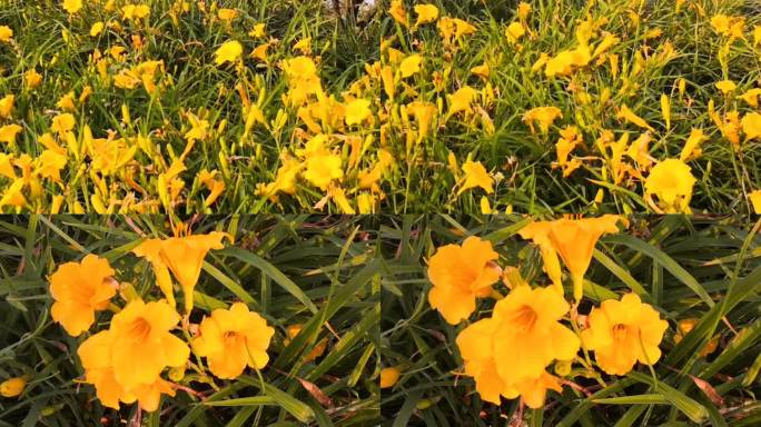 萱草、黄花菜实拍素材2