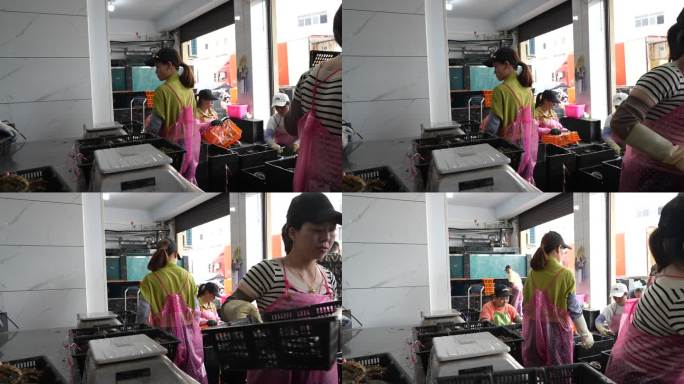 福建漳州 养殖鲍鱼 分拣鲍鱼 东山皇金鲍