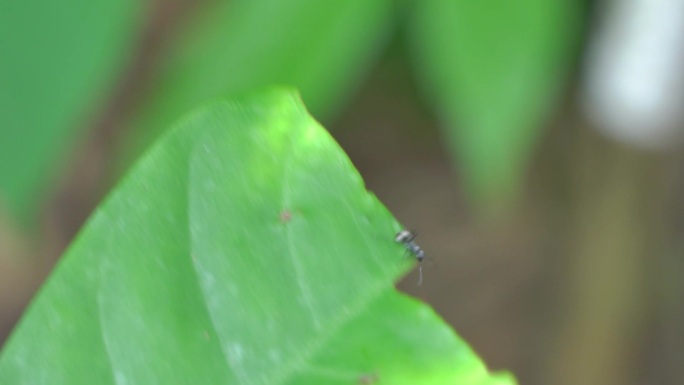 树叶上的蚂蚁