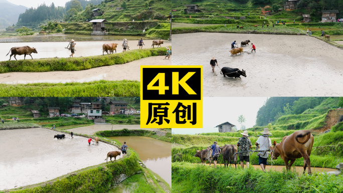 春耕农民耕田多场景