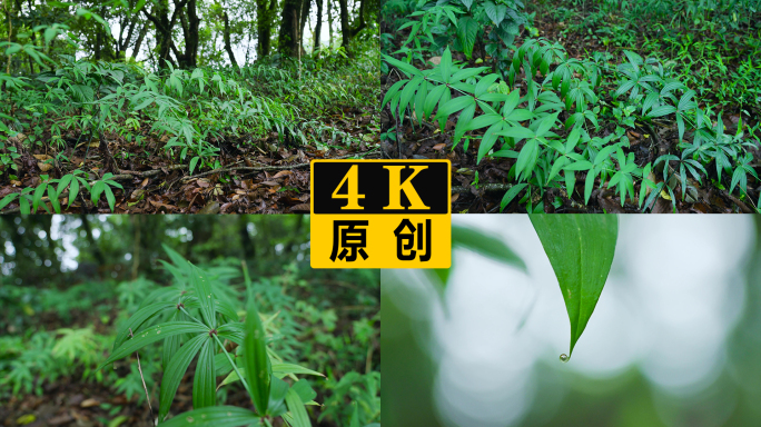 森林里的中草药黄精