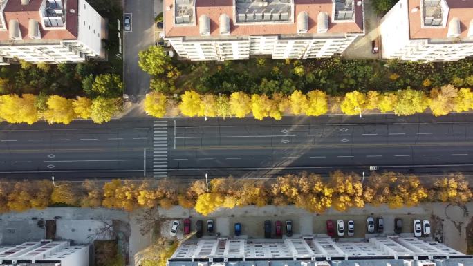 最美街道 秋天金黄树叶