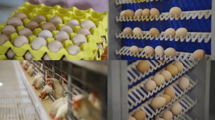 鸡蛋厂生产线养鸡场高清视频