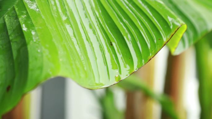 雨打芭蕉