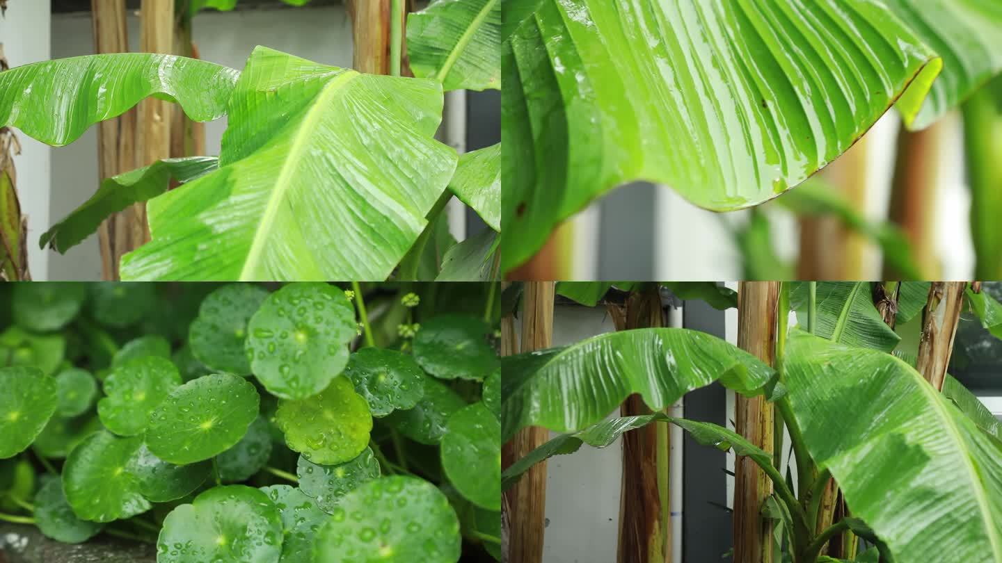 雨打芭蕉