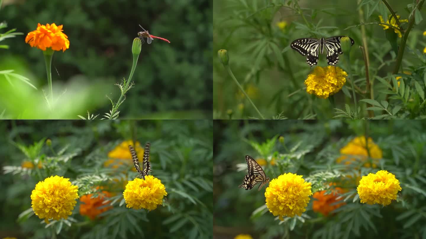 蜻蜓和蝴蝶油菜花