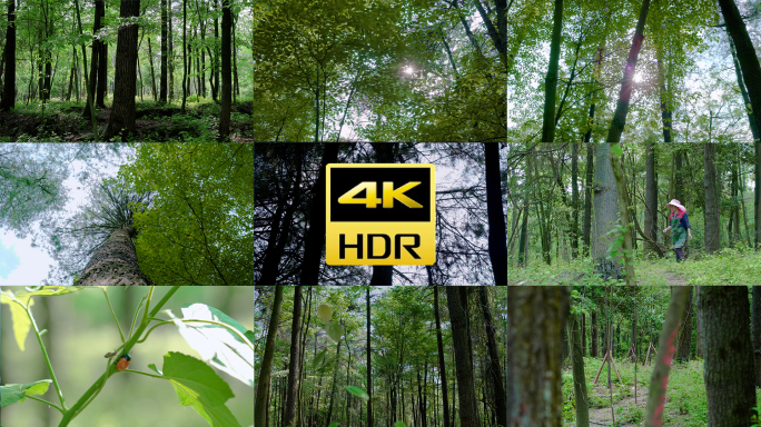 阳光森林树林大自然4K