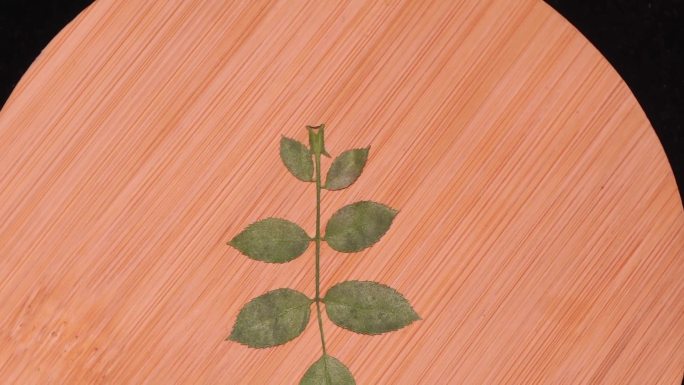植物叶子标本玫瑰叶 (3)