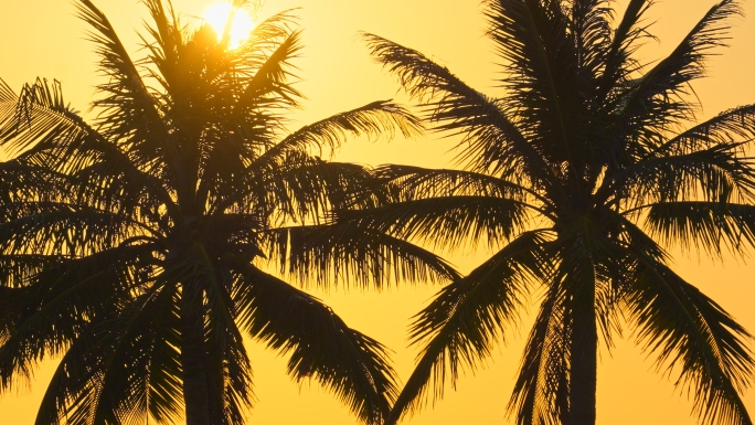 海边，椰树，日落，水波，黄昏