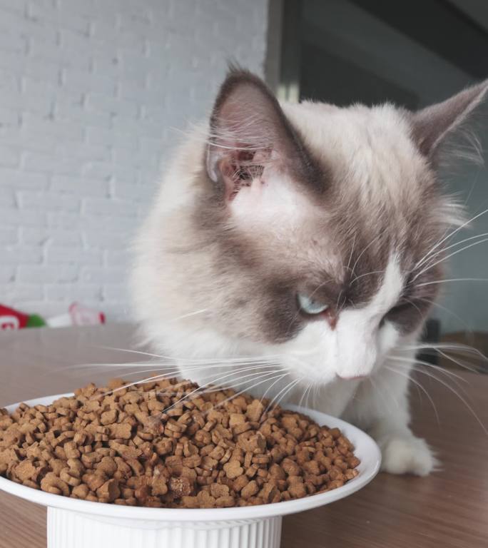 宠物布偶猫饥饿在桌上吃猫粮进食画面4K
