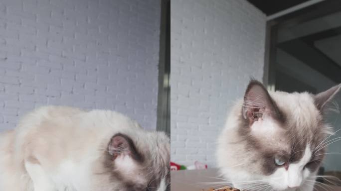宠物布偶猫饥饿在桌上吃猫粮进食画面4K